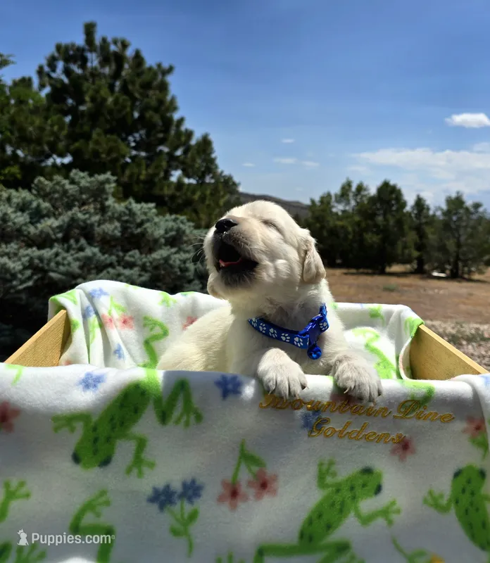 Beau – Golden Retriever puppy for sale in Penrose, CO