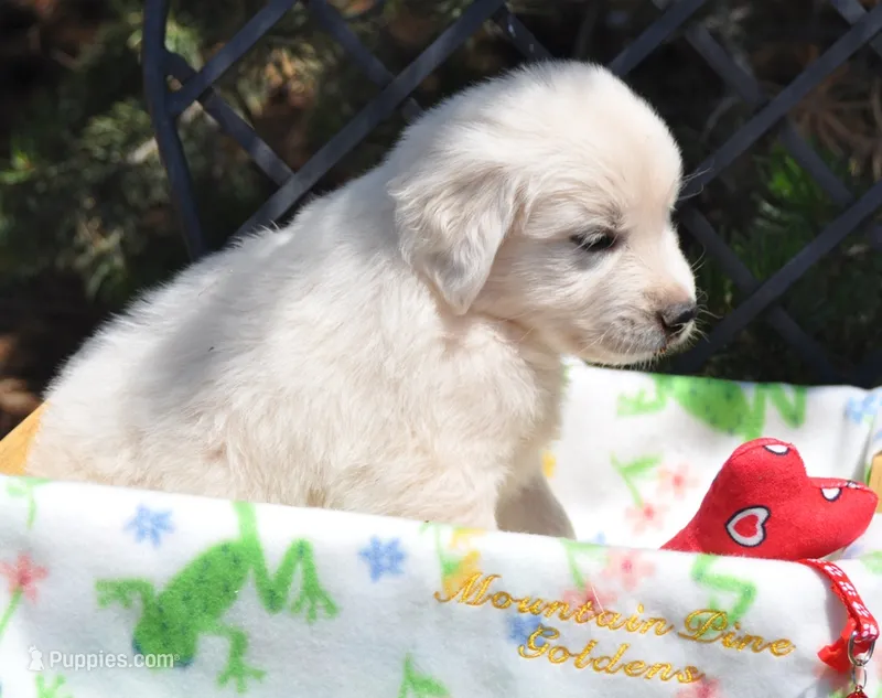 Teddy – Golden Retriever puppy for sale in Penrose, CO