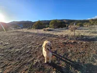 Beau, a male Golden Retriever for sale in Penrose, CO – 2 of 7