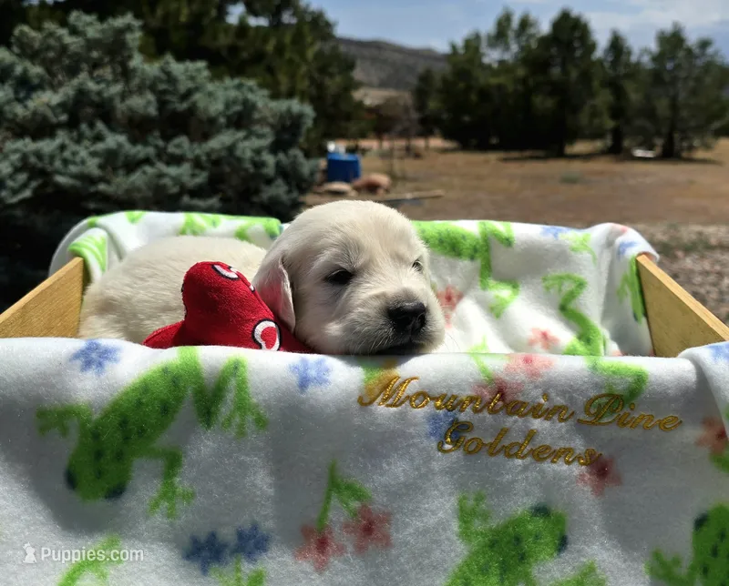 Teddy – Golden Retriever puppy for sale in Penrose, CO