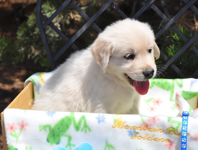 Beau – Golden Retriever puppy for sale in Penrose, CO