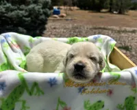 Beau, a male Golden Retriever for sale in Penrose, CO – 7 of 7