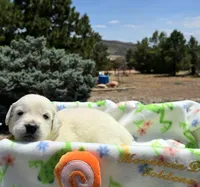 Puppy, a male Golden Retriever for sale in Penrose, CO – 3 of 7
