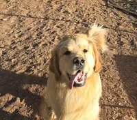 Beau, a male Golden Retriever for sale in Penrose, CO – 2 of 5