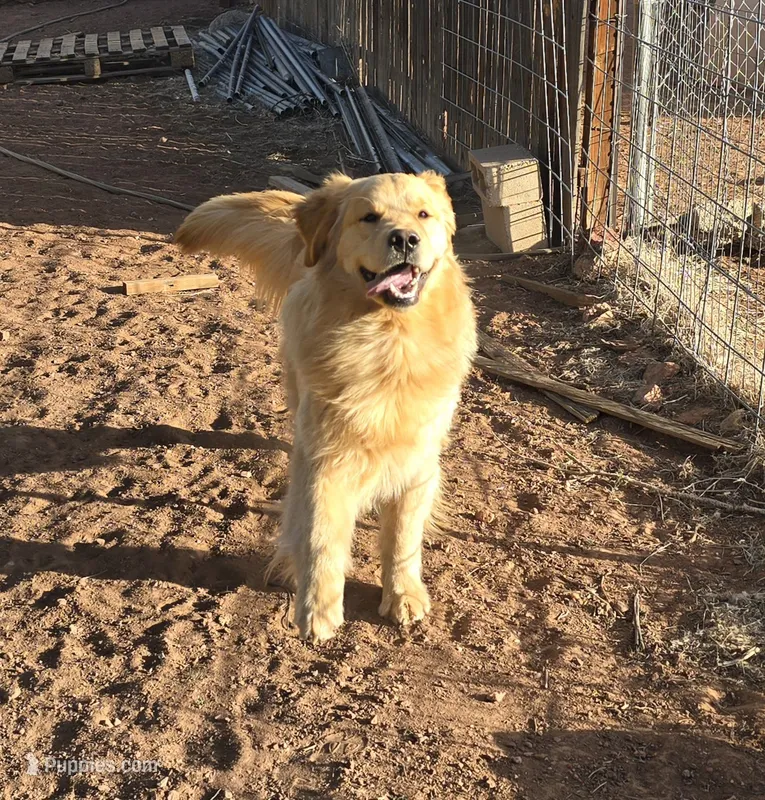 Beau – Golden Retriever puppy for sale in Penrose, CO