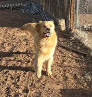 Beau, a male Golden Retriever for sale in Penrose, CO – 1 of 5