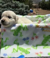 Beau, a male Golden Retriever for sale in Penrose, CO – 6 of 7