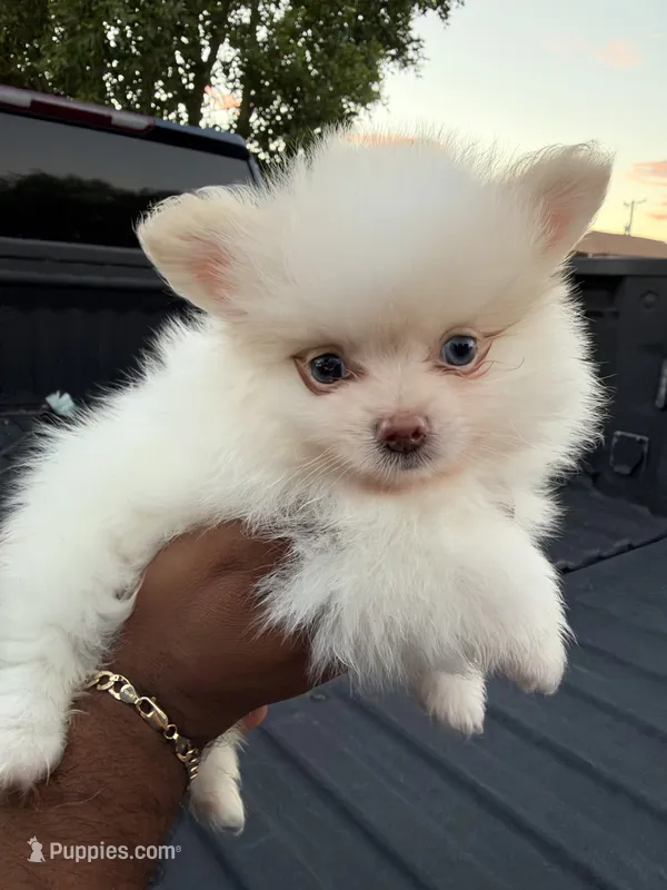 Loki – Pomeranian puppy for sale in Phoenix, AZ