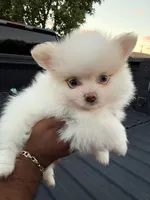 Loki, a male Pomeranian for sale in Phoenix, AZ – 1 of 4