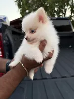Loki, a male Pomeranian for sale in Phoenix, AZ – 2 of 4