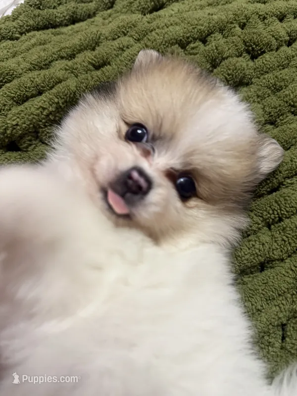 Thor  – Pomeranian puppy for sale in Phoenix, AZ