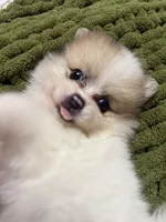Thor , a male Pomeranian for sale in Phoenix, AZ – 1 of 4