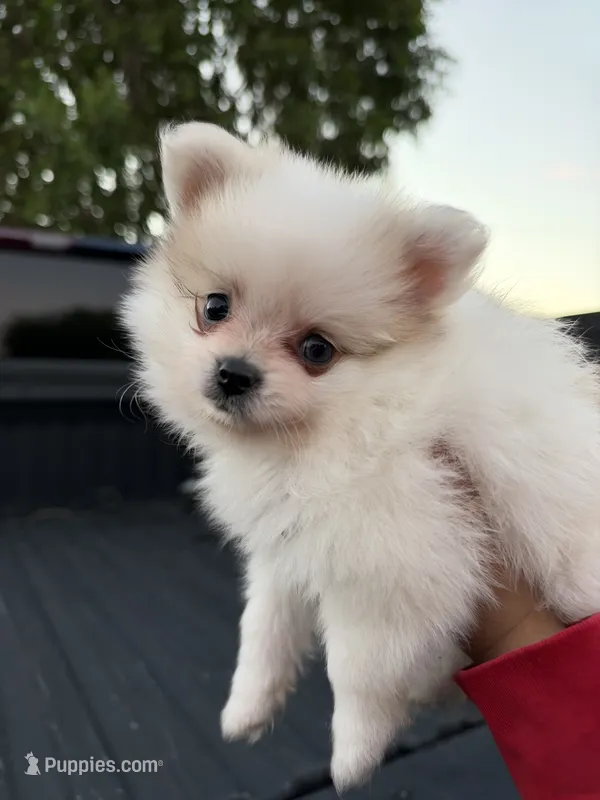 Ace – Pomeranian puppy for sale in Phoenix, AZ