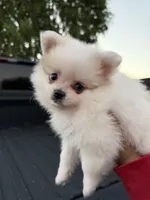 Ace, a male Pomeranian for sale in Phoenix, AZ – 1 of 4