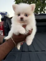 Loki, a male Pomeranian for sale in Phoenix, AZ – 4 of 4