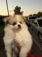 Thor , a male Pomeranian for sale in Phoenix, AZ – 3 of 4
