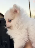 Ace, a male Pomeranian for sale in Phoenix, AZ – 4 of 4