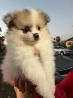 Thor , a male Pomeranian for sale in Phoenix, AZ – 2 of 4