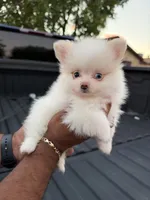 Loki, a male Pomeranian for sale in Phoenix, AZ – 3 of 4
