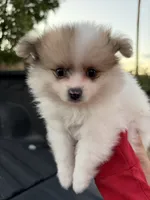 Thor , a male Pomeranian for sale in Phoenix, AZ – 4 of 4