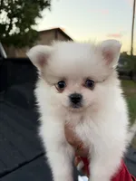 Ace, a male Pomeranian for sale in Phoenix, AZ – 2 of 4