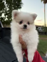 Ace, a male Pomeranian for sale in Phoenix, AZ – 3 of 4