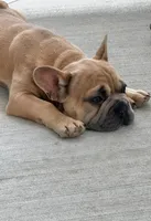 needs a name READY NOW, a male French Bulldog for sale in Plano, IL – 10 of 10