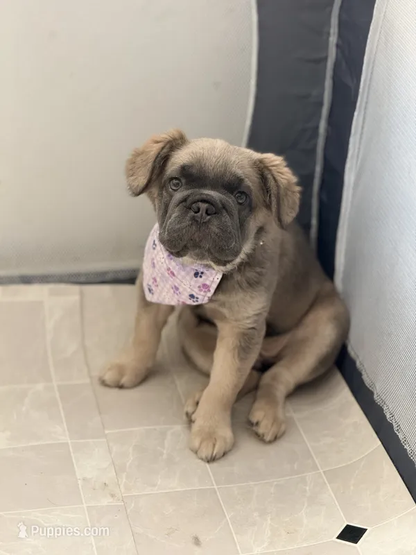 READY NOW FLUFFY FRENCHIE – French Bulldog puppy for sale in Plano, IL