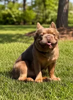 needs a name READY NOW, a male French Bulldog for sale in Plano, IL – 6 of 10
