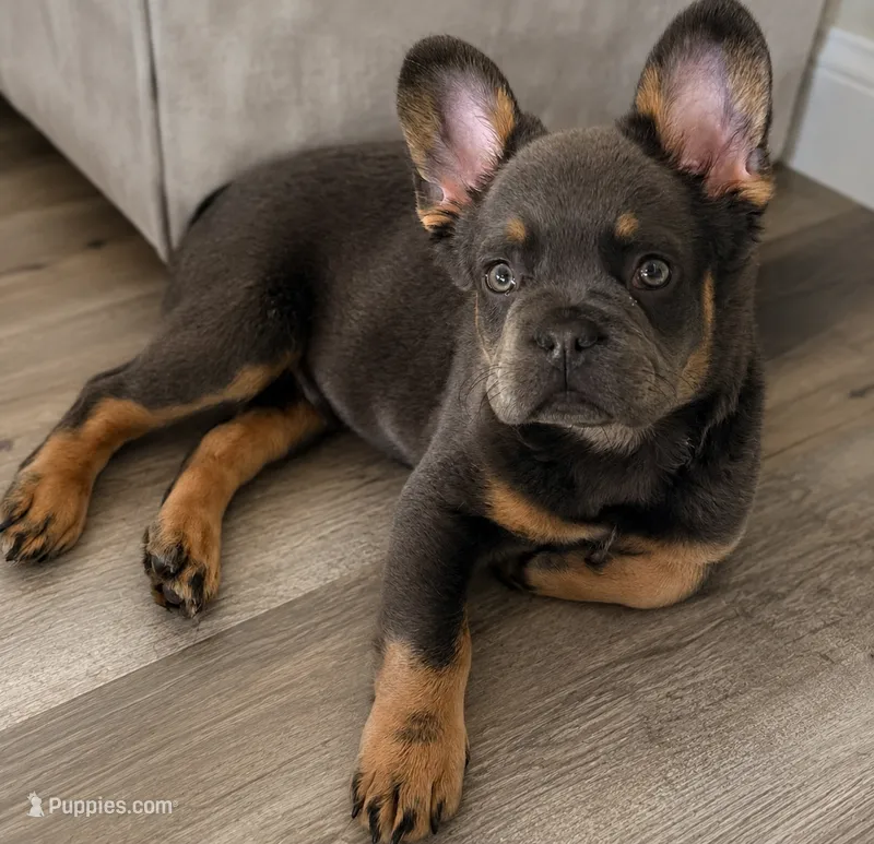 READY NOW fluffy frenchie – French Bulldog puppy for sale in Plano, IL
