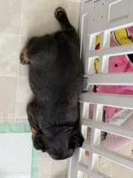 ziggy, a male French Bulldog for sale in Plano, IL – Photo 2 of 4