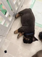 ziggy, a male French Bulldog for sale in Plano, IL – Photo 4 of 4