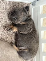 ziggy, a male French Bulldog for sale in Plano, IL – Photo 3 of 4