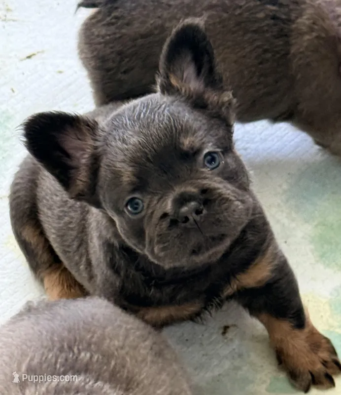 ziggy – French Bulldog puppy for sale in Plano, IL