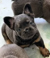 ziggy, a male French Bulldog for sale in Plano, IL – Photo 1 of 4