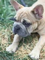 needs a name READY NOW, a male French Bulldog for sale in Plano, IL – 9 of 10