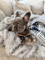 ziggy fluffy frenchie, a male French Bulldog for sale in Plano, IL – 2 of 8