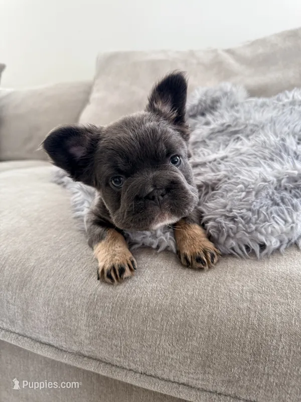 Mini fluffy frenchie – French Bulldog puppy for sale in Plano, IL