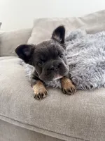 Mini fluffy frenchie, a female French Bulldog for sale in Plano, IL – 1 of 8