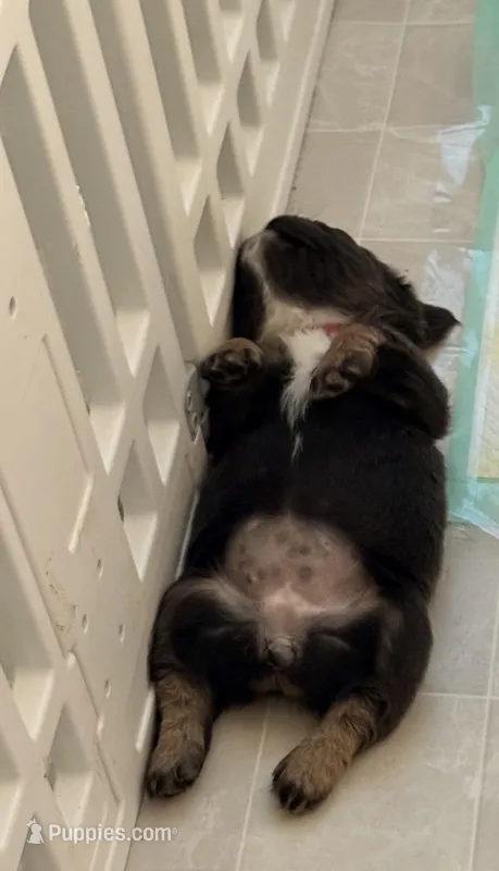 Mini  – French Bulldog puppy for sale in Plano, IL