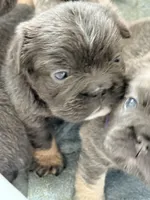 Mini , a female French Bulldog for sale in Plano, IL – Photo 4 of 5