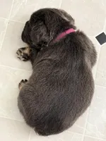 Mini , a female French Bulldog for sale in Plano, IL – Photo 5 of 5