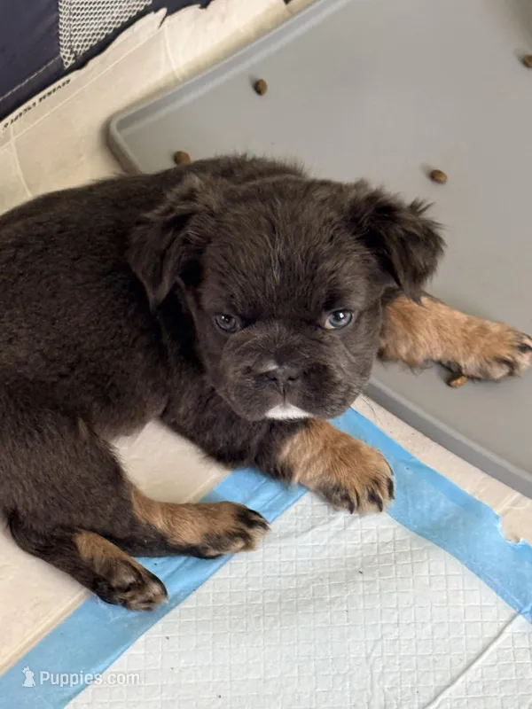 Mini  – French Bulldog puppy for sale in Plano, IL