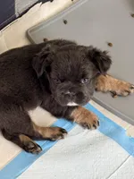Mini fluffy frenchie, a female French Bulldog for sale in Plano, IL – 3 of 8