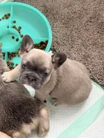 Nerf, a male French Bulldog for sale in Plano, IL – Photo 2 of 5