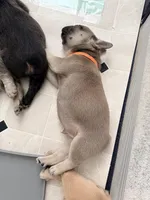 Nerf, a male French Bulldog for sale in Plano, IL – Photo 5 of 5