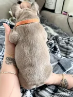 Nerf, a male French Bulldog for sale in Plano, IL – Photo 4 of 5