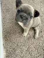 Nerf, a male French Bulldog for sale in Plano, IL – Photo 3 of 5
