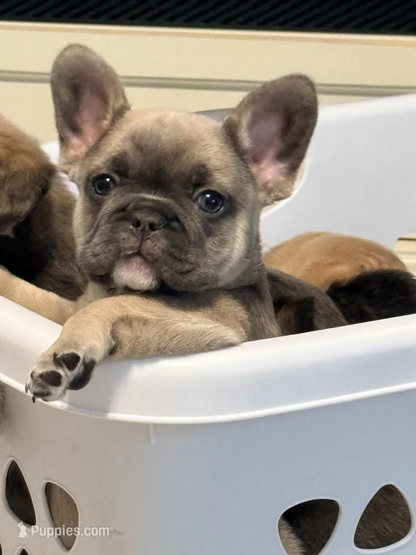 Nerf – French Bulldog puppy for sale in Plano, IL