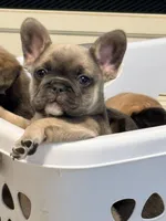 Nerf, a male French Bulldog for sale in Plano, IL – Photo 1 of 5